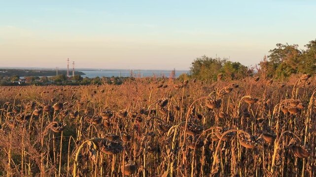 Close-up dry harvested sunflower field after desiccation and artificial ripening of plants on root before harvesting in countryside landscape with river view on horizon. Agriculture herbicide use.
