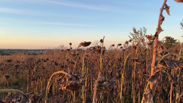 Dry harvested sunflower field after desiccation and artificial ripening of plants on root before harvesting in rural countryside landscape under warm sunset light. Agriculture herbicide use.