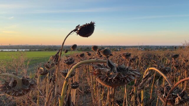 Dry harvested sunflower field after desiccation and artificial ripening of plants on root before harvesting in rural countryside landscape under warm sunset light. Agriculture herbicide use.