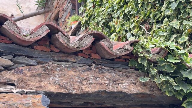 Patones ivy growing on an old rustic stone wall in patones, spain