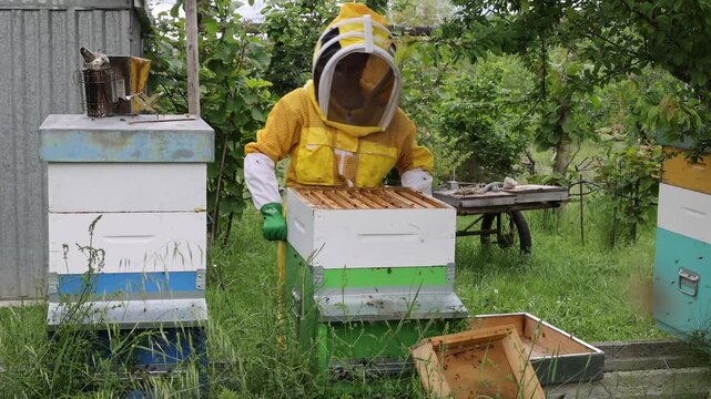 honeybee, bee, honeycomb, apis mellifera, wax comb, worker bee, beekeeping, hive frame, apiary, colony, brood comb, larvae, wax cells, beekeeper, honey production, apiculture, wild comb, swarming, bus