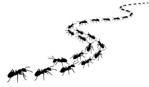 Black ants crawling in winding colony trail formation minimalist vector silhouette set