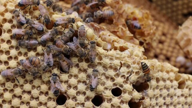 Macro close-up shot of worker bees (Apis mellifera) crawling over natural wild honeycomb with wax cells, larvae, and honey reserves inside an active beehive frame during apiculture inspection.