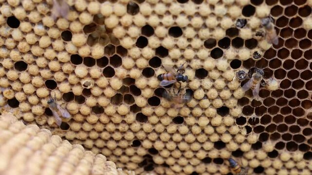 Macro close-up detail of a wooden beehive brood frame filled with capped brood cells, hexagonal wax honeycombs, and active worker bees (Apis mellifera) tending to the colony brood.