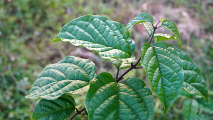 Fresh green leaves with deep textured veins on thin dark stem, soft blurred grass background in natural daylight. © anungcamui