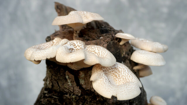 Cluster of white oyster mushrooms growing on old tree stump with soft gray background.