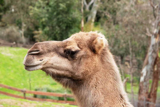 this is a close up of a camel