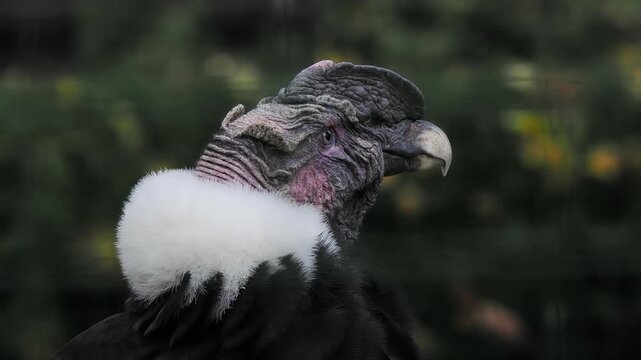 An Andean condor portrait looking sideways in a natural background.