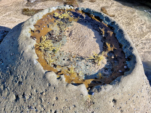 Sunlit rock pool with golden seaweed and small marine shells at low tide on the weathered rock platform at Soldiers Point, Central Coast, New South Wales, Australia.