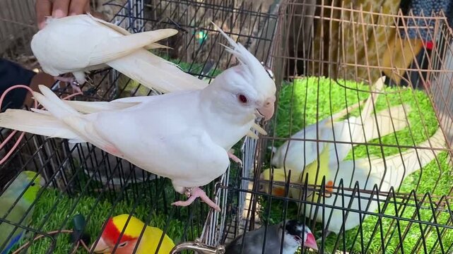 White Albino Cockatiel Perched On Wire Cage Mesh Outdoor