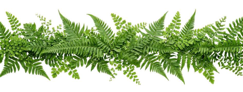 Seamless border of lush green fern leaves on a white background.