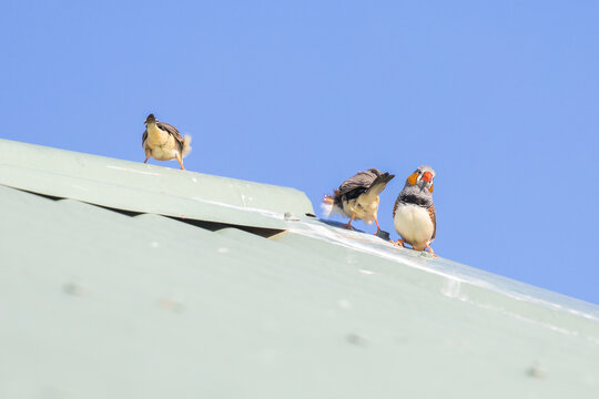 A Group of Zebra Finch (Taenippygia guttata) Sitting on a tin roof