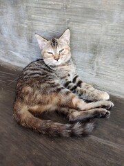 cat on the table © damay
