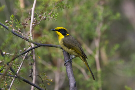 An Australian native bird the Yellow-tufted Honeyeater. The bird displays its distinctive bright yellow crown and throat tufts contrasting with its black facial markings and olive-brown plumage.