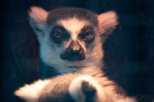 The Ring tailed lemur backs is grey with grey limbs and dark grey heads and necks. They have long striped tails. Their faces are white with dark triangular eye patches and a black nose.