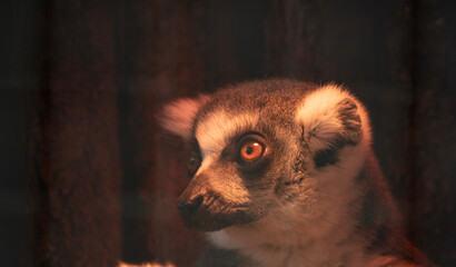 Fototapeta premium this is a close up of a ring tailed lemur