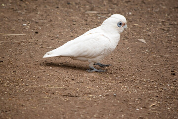 this is a side view of a little corella © susan flashman