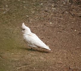 this is a side view of a little corella © susan flashman