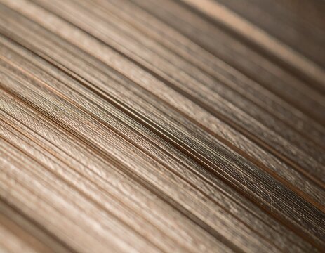 Close-up Macro Texture of Natural Wood Grain Lines