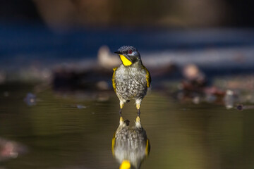 Yellow-throated Honeyeater (Lichenostomus flavicollis) standing in shallow water at Eaglehawk Neck, Tasmania, Australia, with a striking reflection visible on the water surface. © Stephanie