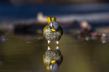 Yellow-throated Honeyeater (Lichenostomus flavicollis) standing in shallow water at Eaglehawk Neck, Tasmania, Australia, with a striking reflection visible on the water surface. © Stephanie