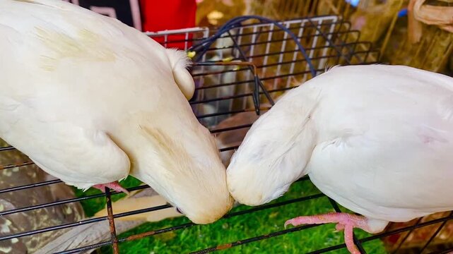 Pair of Albino Cockatiels Preening Each Other on Wire Cage Close-Up