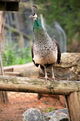 Fototapeta premium the peahen is standing on a fence