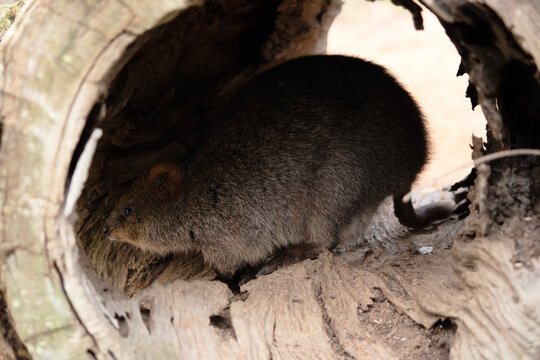 the quokka is in a hallow log
