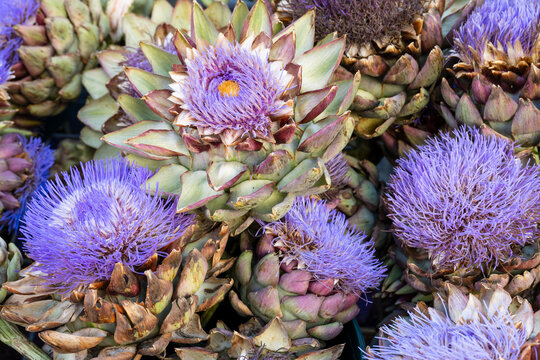 Artischocken (Cynara cardunculus), Bl&uuml;te und Frucht, Bauernmarkt, Nordrhein-Westfalen, Deutschland