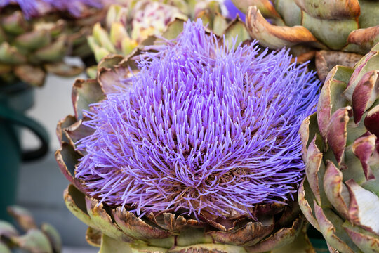 Artischocke (Cynara cardunculus), Bl&uuml;te und Frucht, Bauernmarkt, Nordrhein-Westfalen, Deutschland