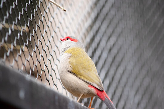 The Red-browed Finch is in an avairy