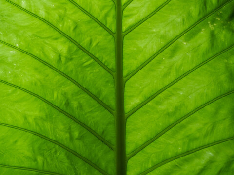 Detailed Vein Pattern Across Bright Green Tropical Leaf