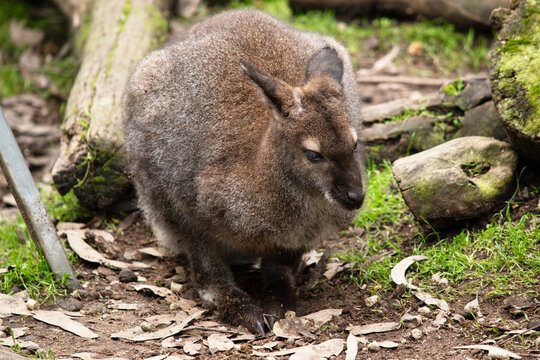 the red necked wallaby is in a field