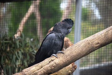the red tailed cockatoo is perched on a branch © susan flashman