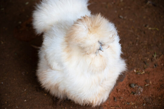 the silky chicken has white fluffy feathers
