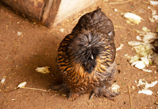 this is a brown silkie chicken