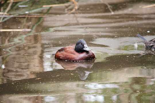 the male chrestnut teal is swimming on the river