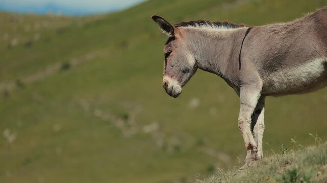 Domestic donkey lat. Equus asinus, gray-beige color, standing against the backdrop of a green mountain slope. Donkey stands in front of a cliff in the mountains, in slow motion 120fps video..