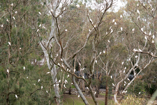 the billabong has little corellas in the trees