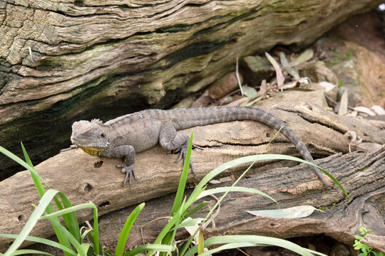 the water dragon is standing on a log