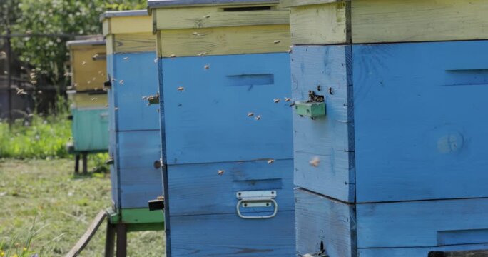 Bees flying into blue wooden hives at apiary during sunny summer day.