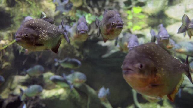 School of piranhas swimming underwater in a large aquarium tank cinematic footage.