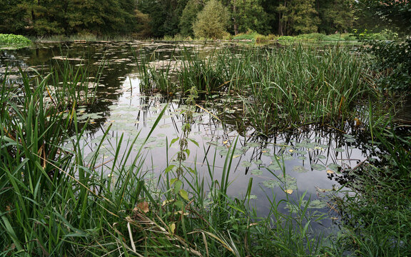 marais faune et flore nature