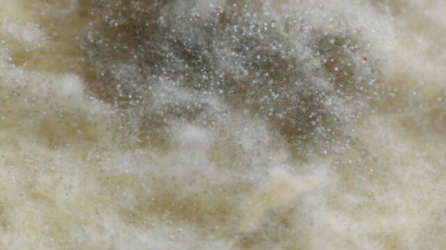 Extreme macro of white mold colony Rhizopus stolonifer growing densely over an organic surface