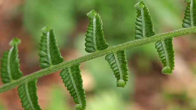 Macro of pan along the leaf axis of a fern Polypodiopsida plant showing frond pinnae structure