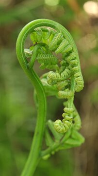 Macro of unfurling fiddlehead fern, frond Polypodiopsida showing detailed spiral curling in natural light with blurred on background at the garden