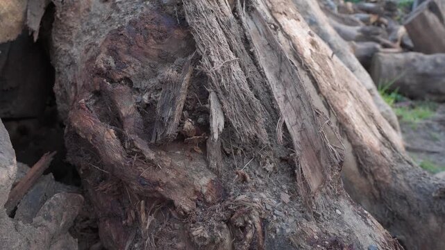 Close view of cut tree trunks and rough wood showing bark roots and exposed natural texture during a downward camera tilt