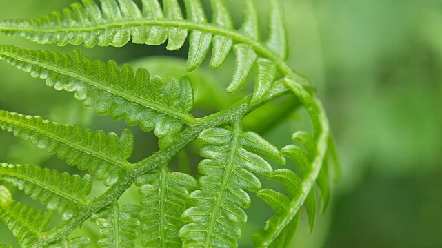 Slow movement over bright green fern frond leaves Polypodiopsida plant showcasing intricate leaf structure with blurred nature on background at the garden