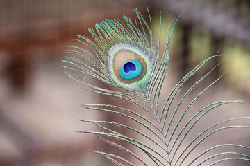 Peacock feather with shimmering blue and green eye pattern, highlighting nature's beauty and intricate design © EdNurg