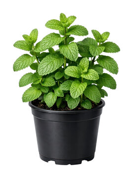 PNG Fresh mint plant in pot